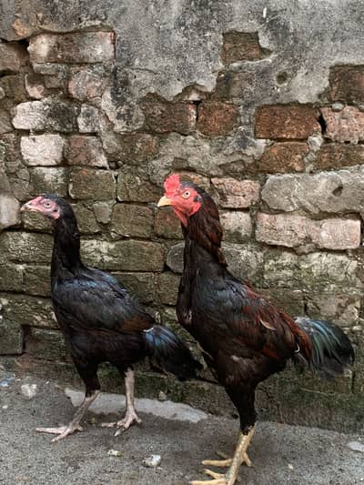 Mianwali aseel pair