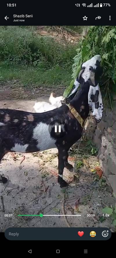 Beetel Bukri for sell