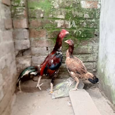 we are selling the hen male and female pair