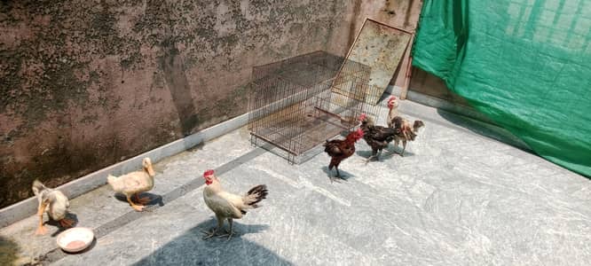 4 murga or 2 batka ha sa th ma pinjra bi lajao ma khatam kar rha huu