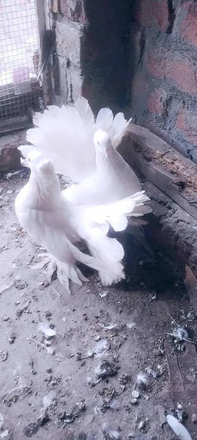 indian fantail white and black