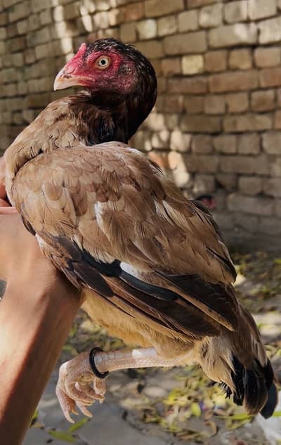lakhi female or kali mushki