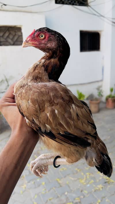 lakhi toply breedar female