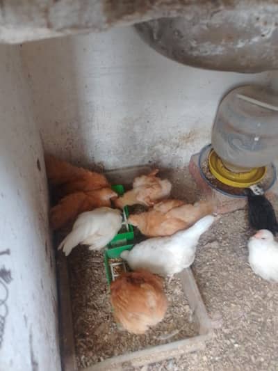 golden buff heavy Cochin chicks 323.4890.  494