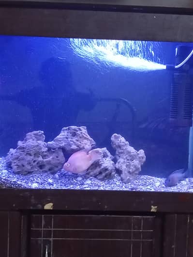 aquarium