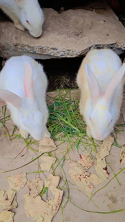 1 male 4 female