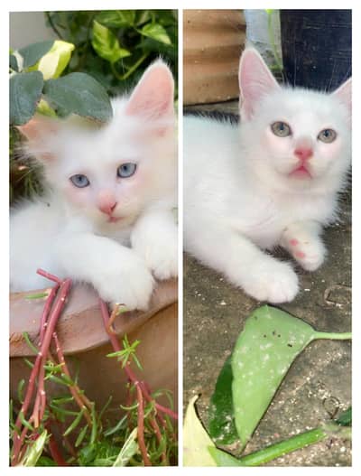 2 kittens male and female