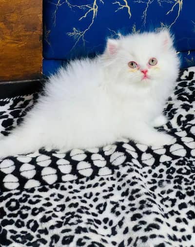 Persian cats My WhatsApp 03057080474 /////@/##&#@$