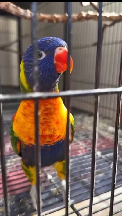 Lori Parrot