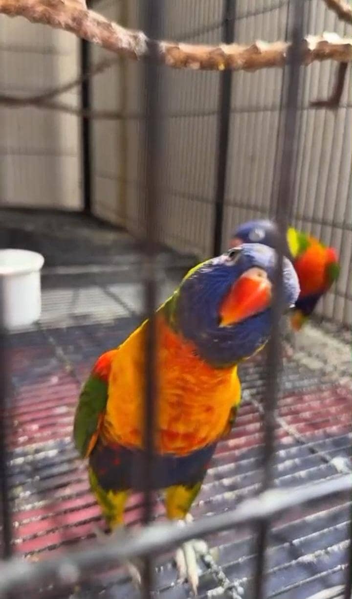 Lori Parrot 1