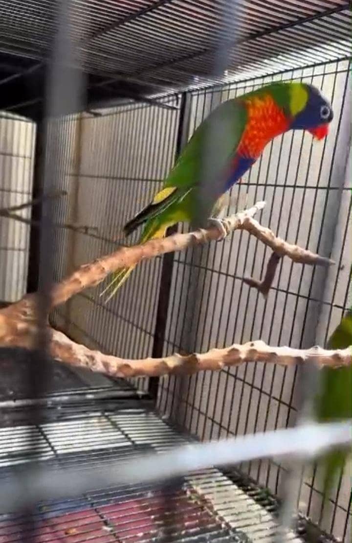 Lori Parrot 2