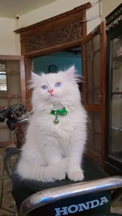 Persian cat for sale