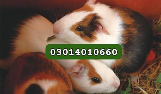 Hamster guinea pig all pregnant females males urgent sale