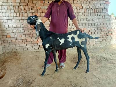 Jis nay lena hay wo whatsap par rabta kren. 03027566001