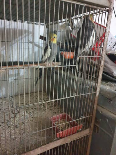 Grey pair & 2 Grey Male