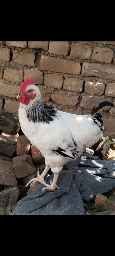 Pure Light Sussex Male/ A+ Heritage Bloodline/ light Sussex male