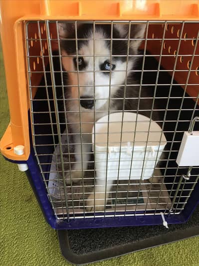 husky male piece for sale 3 month agr
