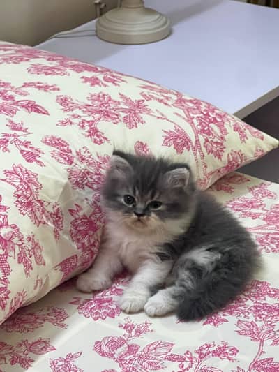 Persian kittens