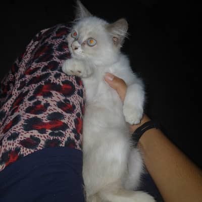 Himalayan kitten rare kitten litter trained white eyes vaccinated