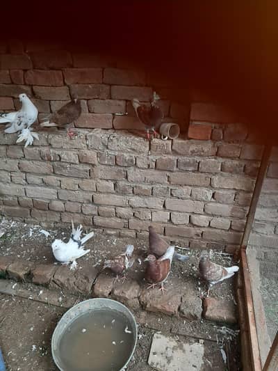 for sale