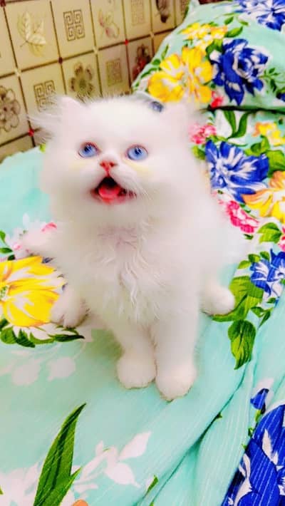 Extreme Punch Face Kitten Blue eyes
