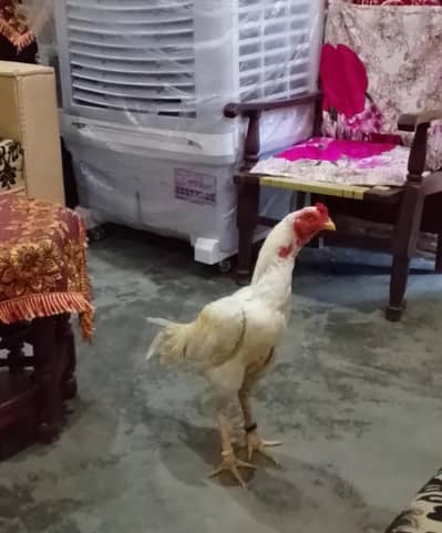 AB Aseel farm