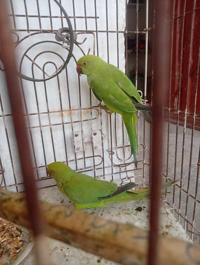 Parrot pair 03175087917