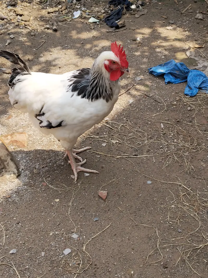 Pure Light Sussex Male / A+ Heritage Bloodline/light Susex — photo 4