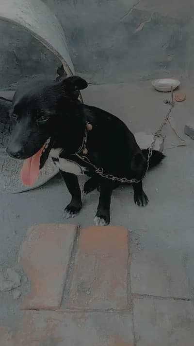 smart dog