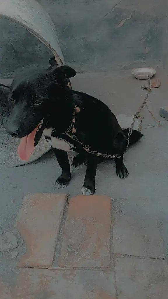 smart dog 0