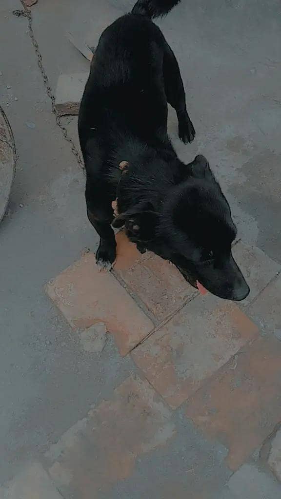 smart dog 1