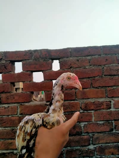 mainwali or shamo cross