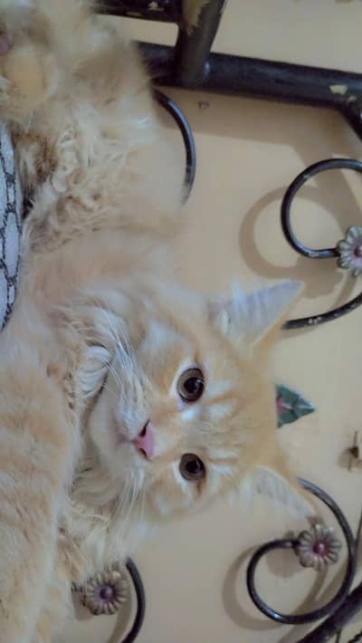 Persian male cat for sale