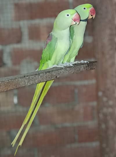 Pahari Parrot Breeding Pair Alexandrine
