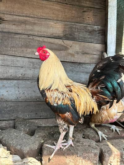 Gold Duckwing Standard Old English Game rooster