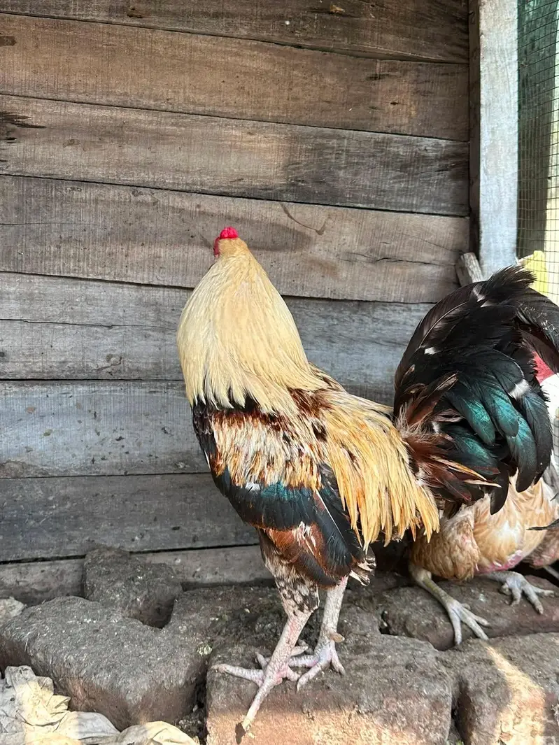 Gold Duckwing Standard Old English Game rooster — photo 2