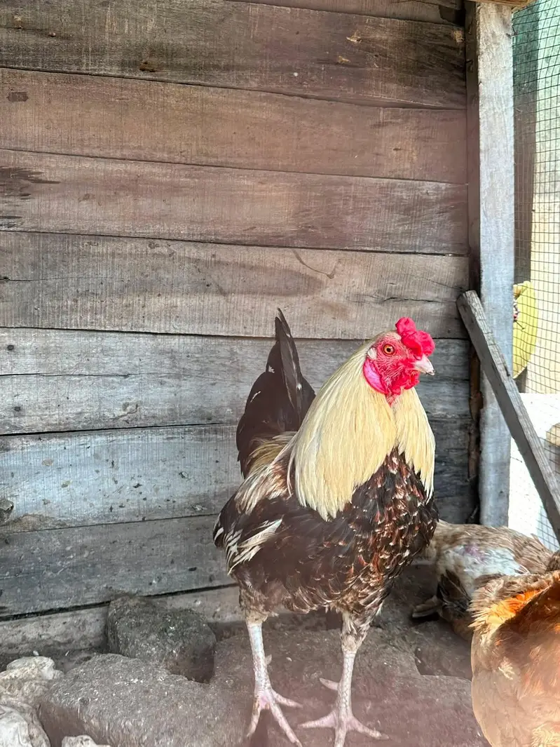 Gold Duckwing Standard Old English Game rooster — photo 3
