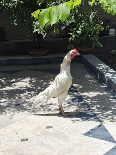 Aseel White Pair and Heera Chicks