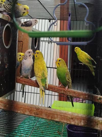 11 PCs Australian Parrots for sale