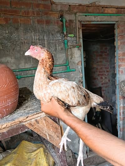 Top high level ki madi best for high level breed ka leya best ha