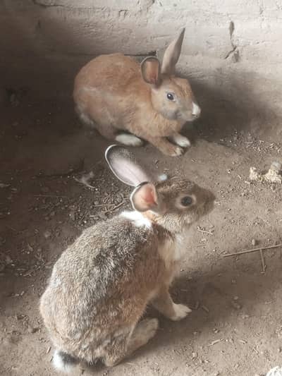 Rabbit pure jangli pair urgent sale