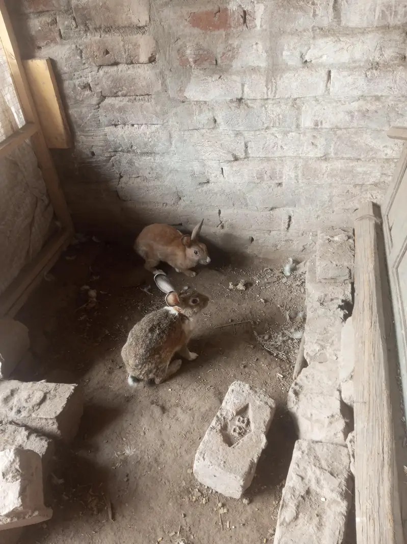 Rabbit pure jangli pair urgent sale — photo 3