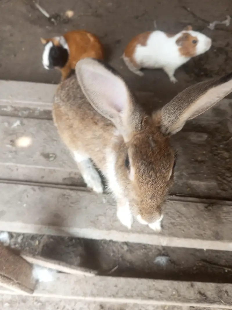 Rabbit pure jangli pair urgent sale — photo 4