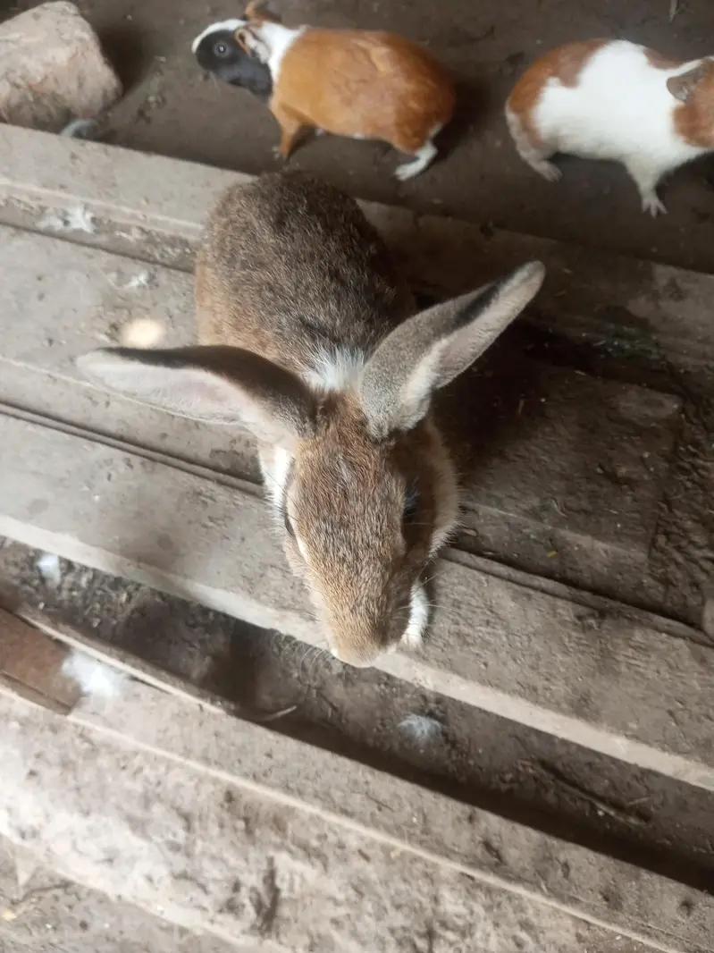 Rabbit pure jangli pair urgent sale — photo 5