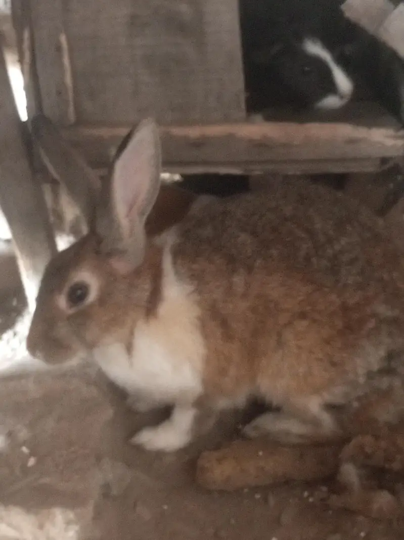 Rabbit pure jangli pair urgent sale — photo 6