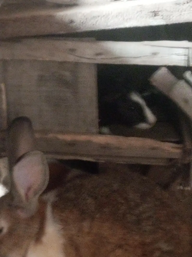 Rabbit pure jangli pair urgent sale — photo 7