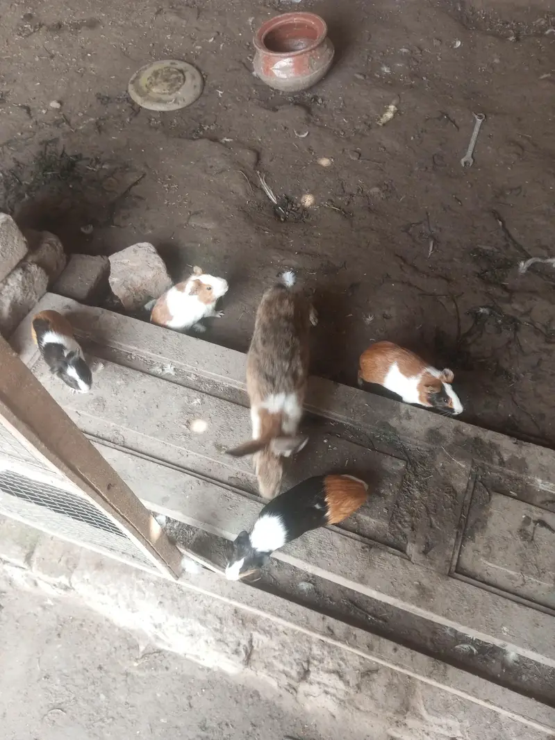 Rabbit pure jangli pair urgent sale — photo 8