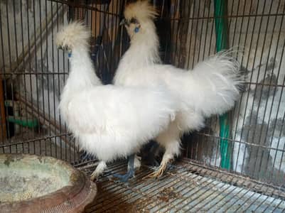 Silkie Pair 0324 4333108