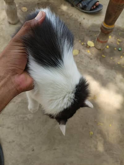 cat  cute hi