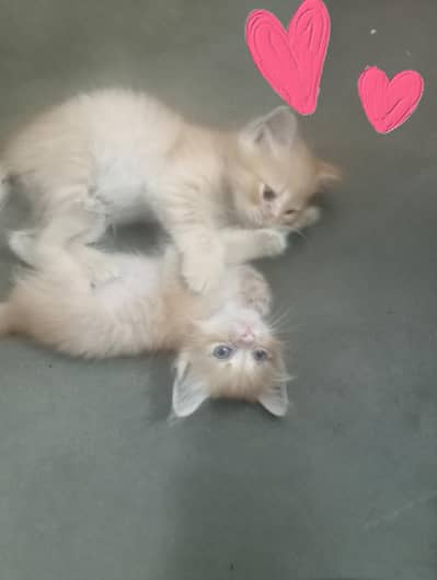 Persian kittens for sale